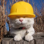 cat-in-construction-gear