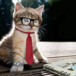 Professional Cat HD Wallpapers