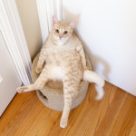 cat-feeding-wait