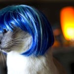 A cat in a blue wig