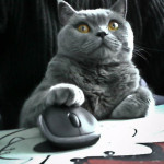 fat grey cat using a computer mouse