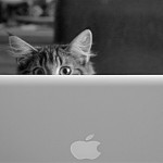 grey striped cat peaking over an apple laptop