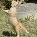dancing-cat-w350