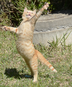 dancing-cat-w350